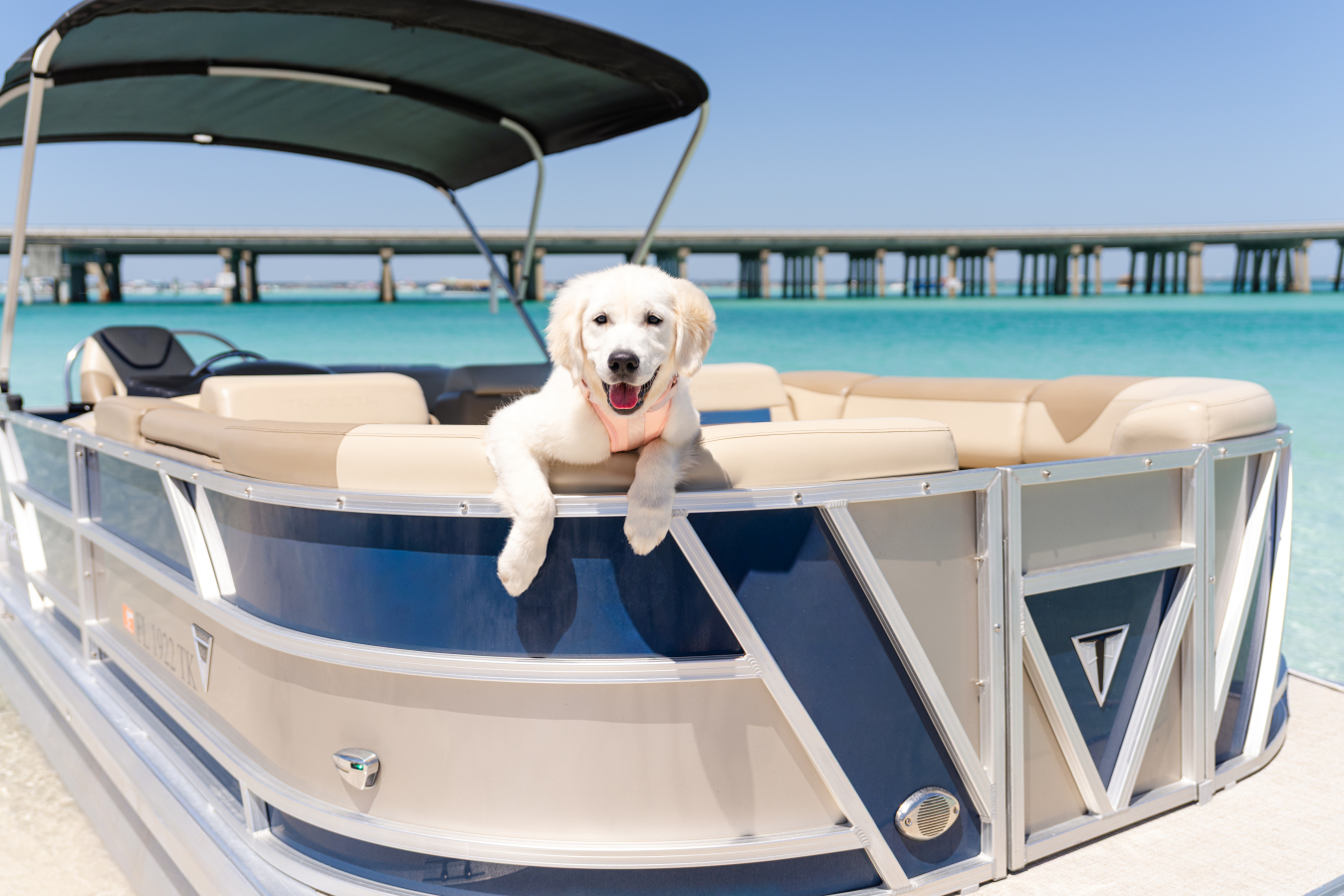 golden retreiver dog aboard a tritoon near the Destin Bridge
