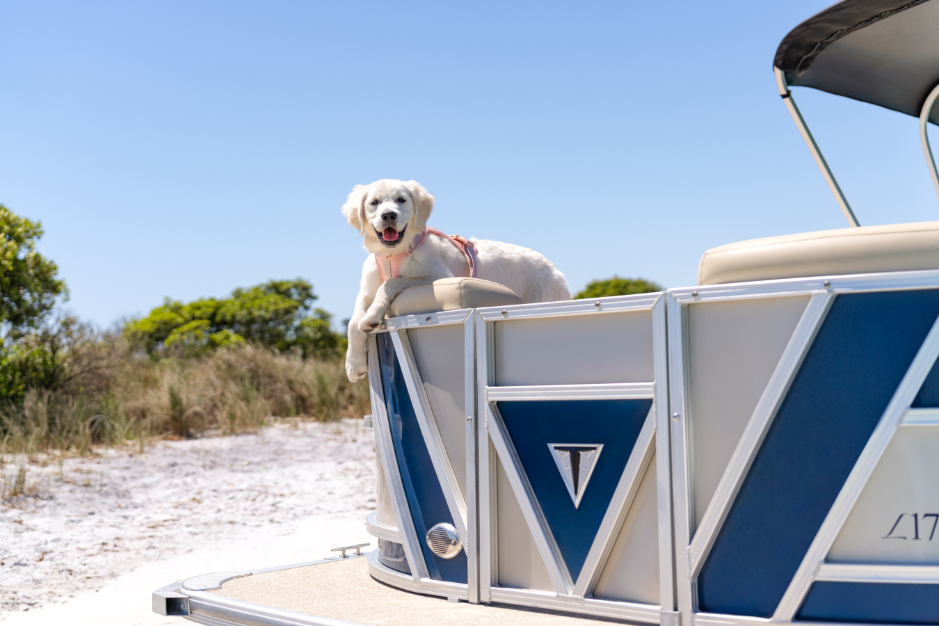 Golden retriever puppy aboard a beached tritoon boat