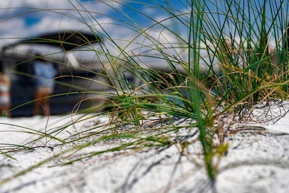 beach vegetation with boat anchored in the background in destin